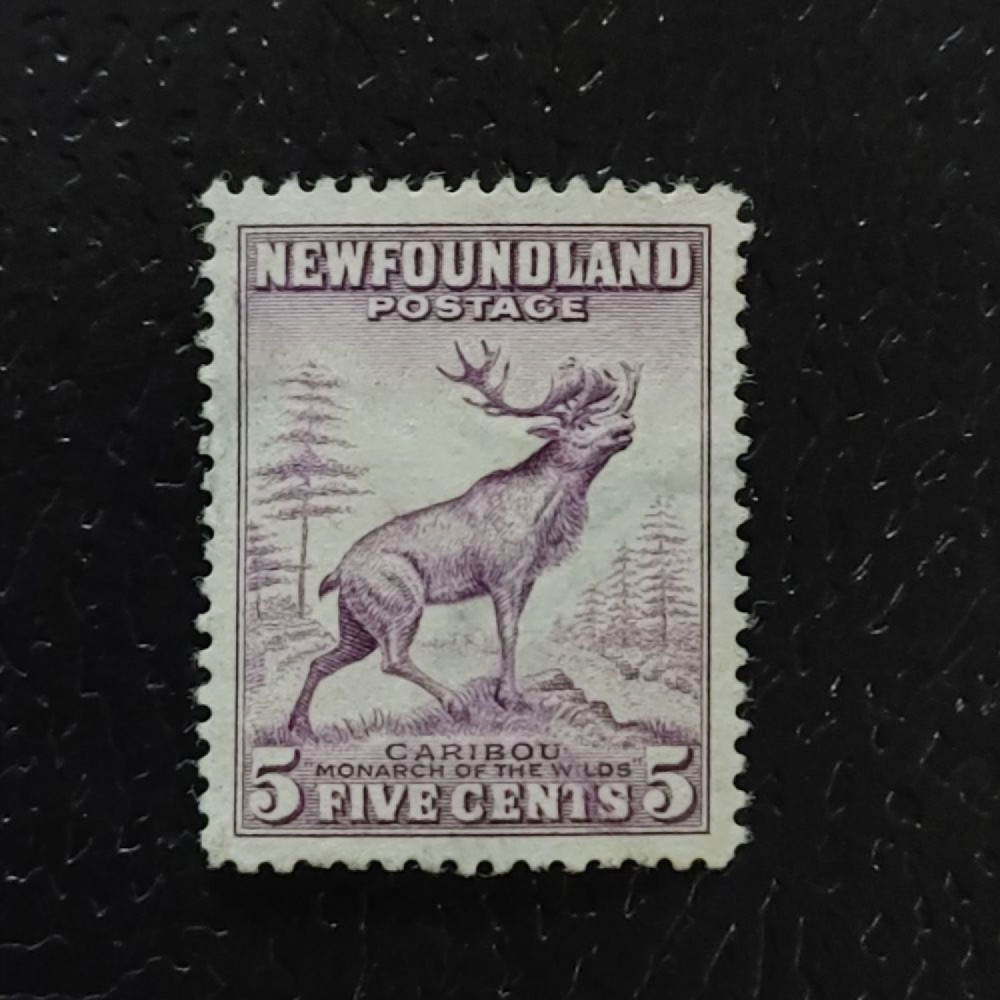 Známka Newfoundland, SG213 (Mi. 176A)*, 5 ¢